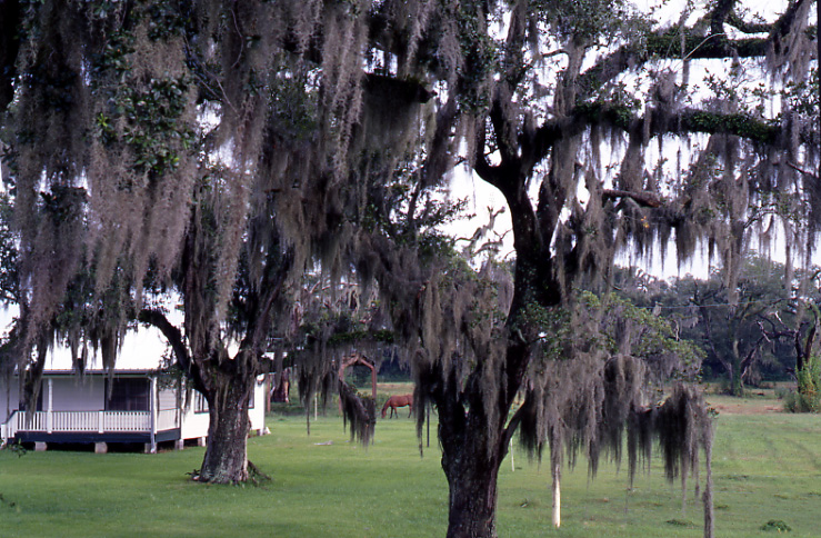 louisianeu